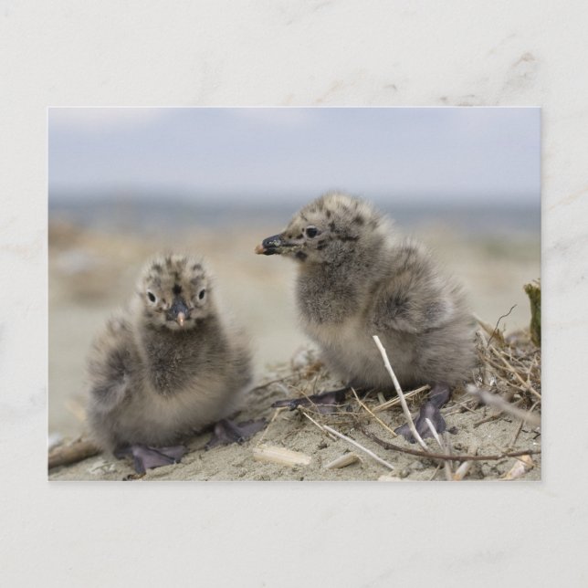 Carte Postale Jeune poulet (Devant)