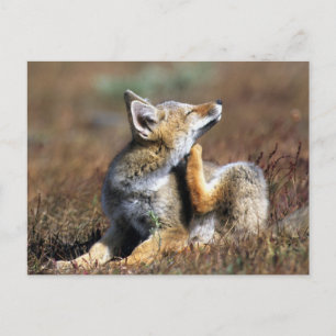 Carte Postale Jeune Renard Gris à Torres Del Paine National Park