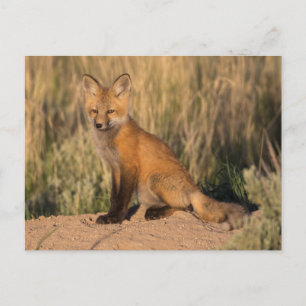 Carte Postale Jeune Renard Rouge à l'Heure Dorée