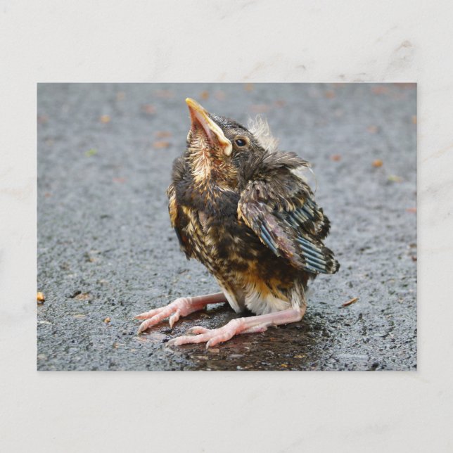 Carte postale Jeune Robin assis (Devant)