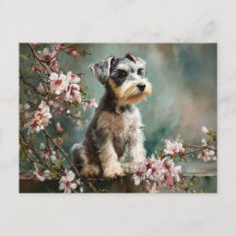 Jeune Schnauzer parmi les fleurs de cerisier print