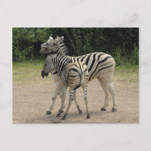 Carte Postale Jeune Zèbre et mère Jouer