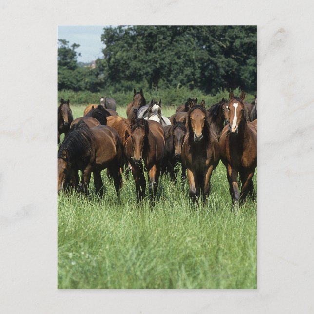 Carte Postale Jeunes de pur sang (Devant)