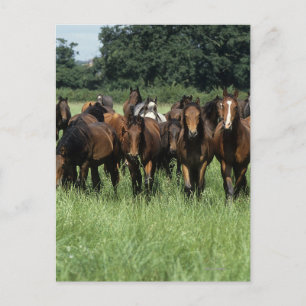 Carte Postale Jeunes de pur sang