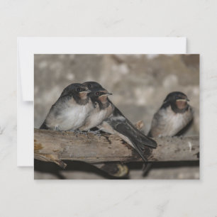 Carte Postale Jeunes hirondelles perchées sur une branche