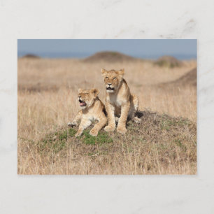 Carte Postale Jeunes lions