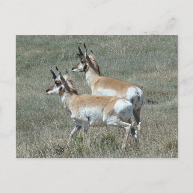 Carte Postale Jeunes mâles d'antilope d'Amérique A27 (Devant)