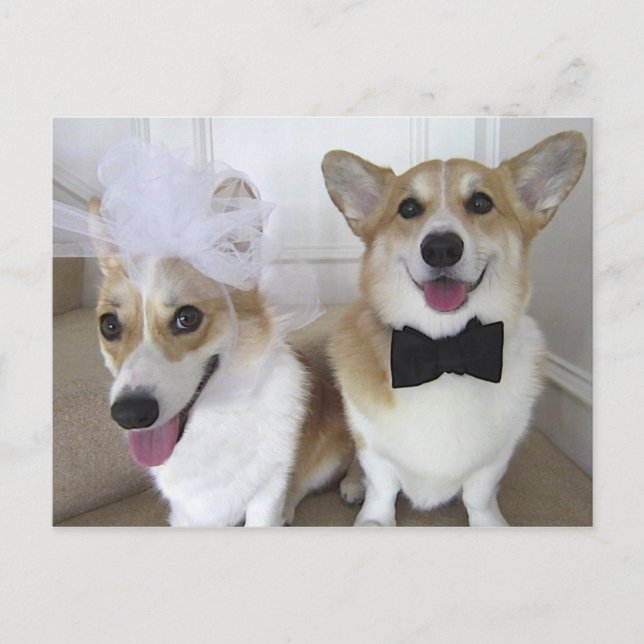 CARTE POSTALE JEUNES MARIÉS DE CORGI DE GALLOIS (Devant)