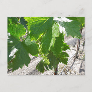 Carte Postale Jeunes raisins verts sur la vigne au printemps