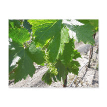 Jeunes raisins verts sur la vigne au printemps
