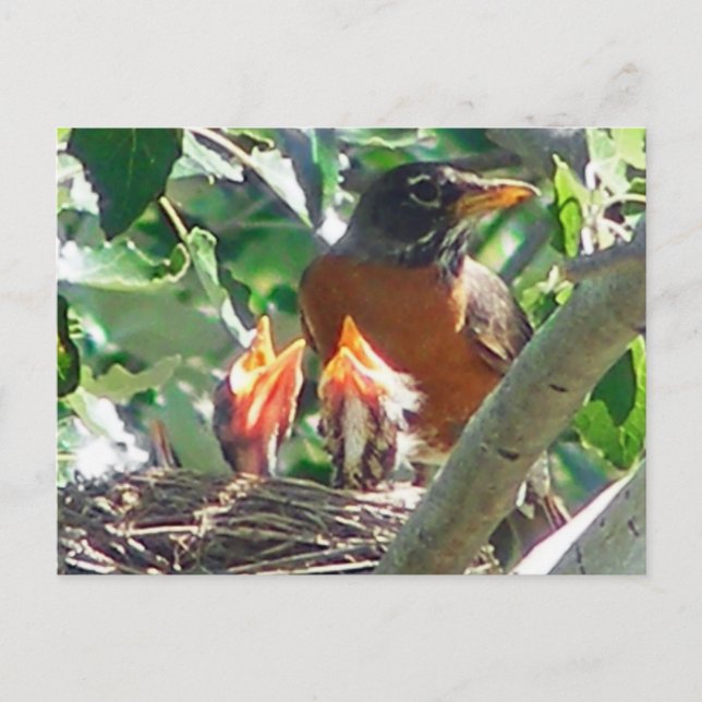 Carte Postale Jeunes robins affamés, beaks ouverts, à la recherc (Devant)
