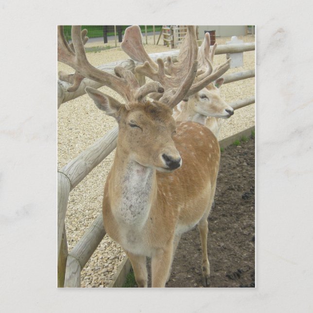 Carte Postale Jeunes stèles (Devant)