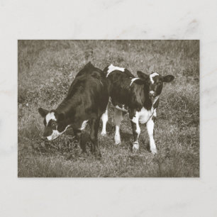 Carte Postale Jeunes vaches dans un champ Crane Hill Alabama
