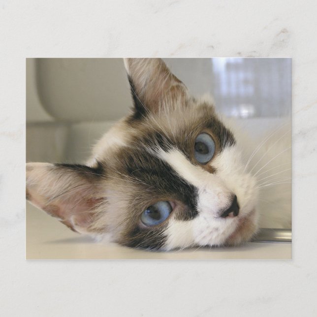 Carte Postale Jillie (Devant)