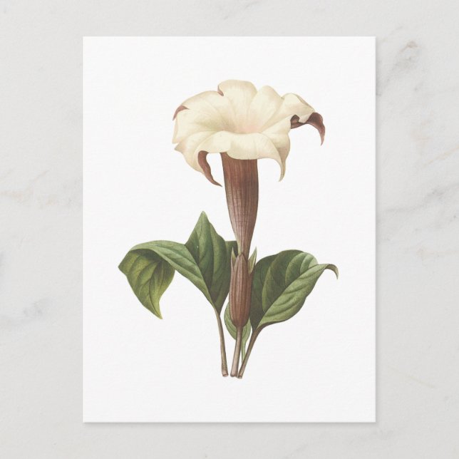 Carte Postale jimsonweed(Datura lavis) par Redouté (Devant)