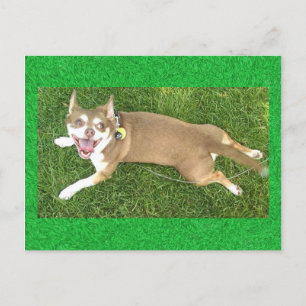 Carte Postale Joey Laughs