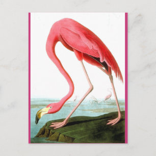 Carte Postale John James Audubon, Peinture Flamant rose