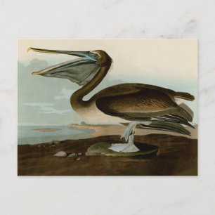 Carte Postale John James Audubon Peinture Pélicane Brown