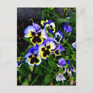 Carte Postale Johnny Jump Up