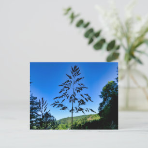 Carte Postale Johnson Grass
