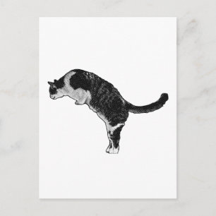 Carte Postale Joie de la pose du chat