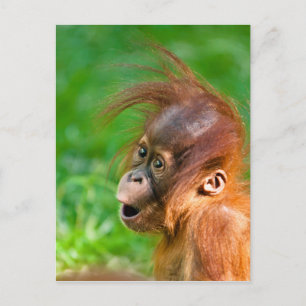 Carte Postale Joli bébé orangoutan regarde dans l'émerveillement