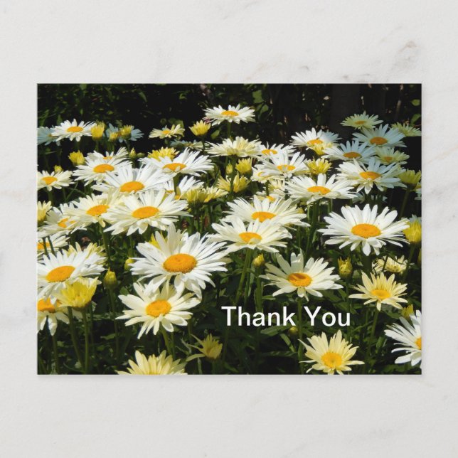 Carte Postale Joli Blanc Daisies Jardin Floral Photo Merci (Devant)