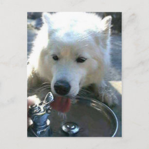 Carte Postale Joli blanc doux Samoyg chien