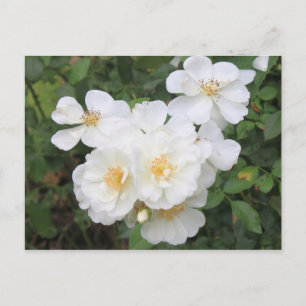 Carte Postale Joli blanc Roses Floral Photo