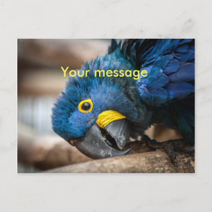 Carte postale joli bleu Hyacinth Macaw perroquet
