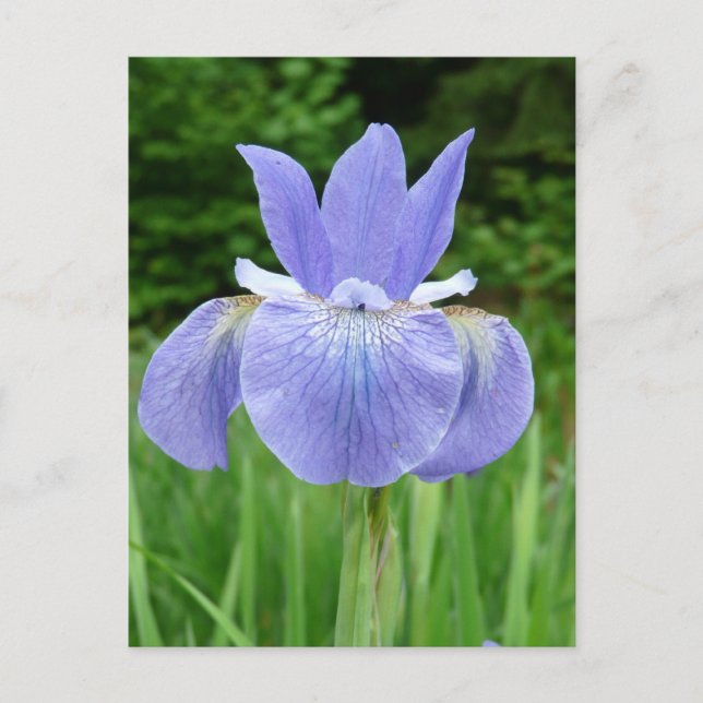 Carte Postale Joli bleu Indigo Sibérien Fleur d'Iris (Devant)