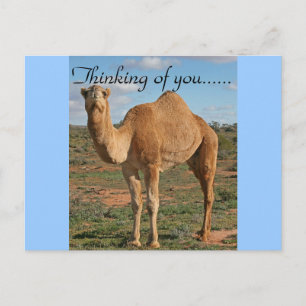 Carte Postale Joli Camel