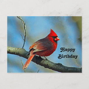 Carte Postale Joli Cardinal Rouge Photo Anniversaire
