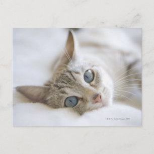 Carte Postale Joli chat blanc aux yeux bleus posé sur le canapé