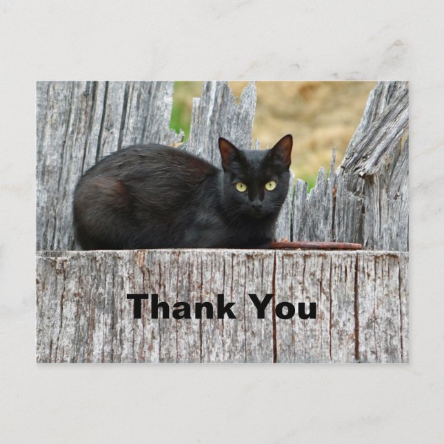 Carte Postale Joli Chat Noir Log Photo Merci (Devant)