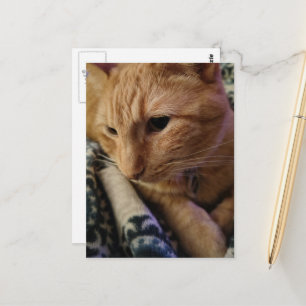 Carte Postale Joli chat roux endormi