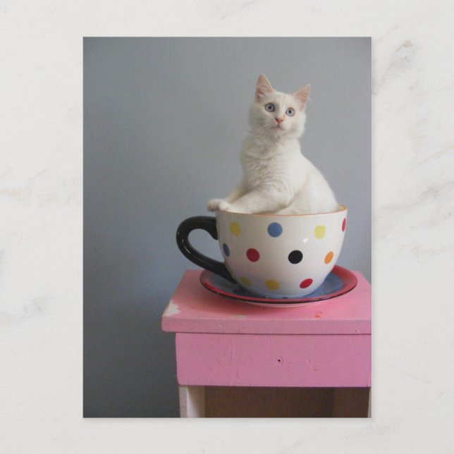 Carte Postale joli chaton en pot plante (Devant)