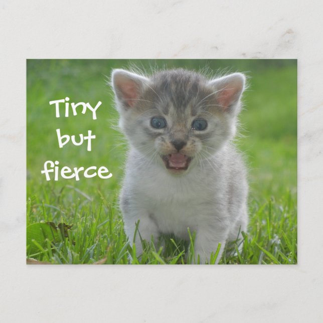 Carte Postale Joli chaton Miaou Minuscule mais féroce (Devant)