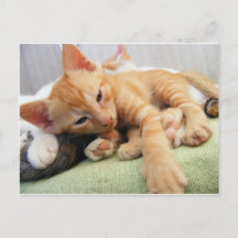 Joli chaton rayé tigre