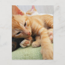 Joli chaton rayé tigre