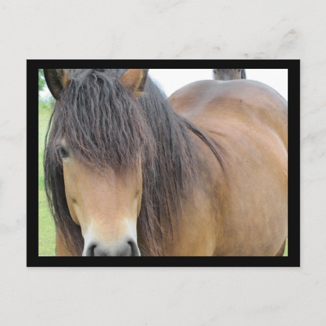 Carte Postale Joli cheval (Devant)