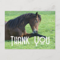 Joli cheval brun couché dans l'herbe Merci