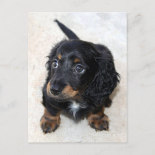 Carte Postale Joli Chien chiot noir Dachshund