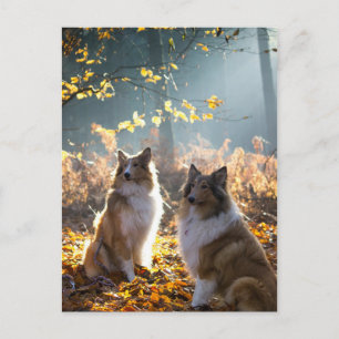 Carte Postale Joli chien Collie