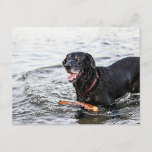 Carte Postale Joli Chien Jouant Dans L'Eau Noir Labrador