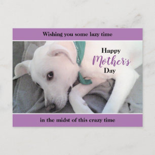 Carte Postale Joli chien labrador blanc mignon Fête des mères pa