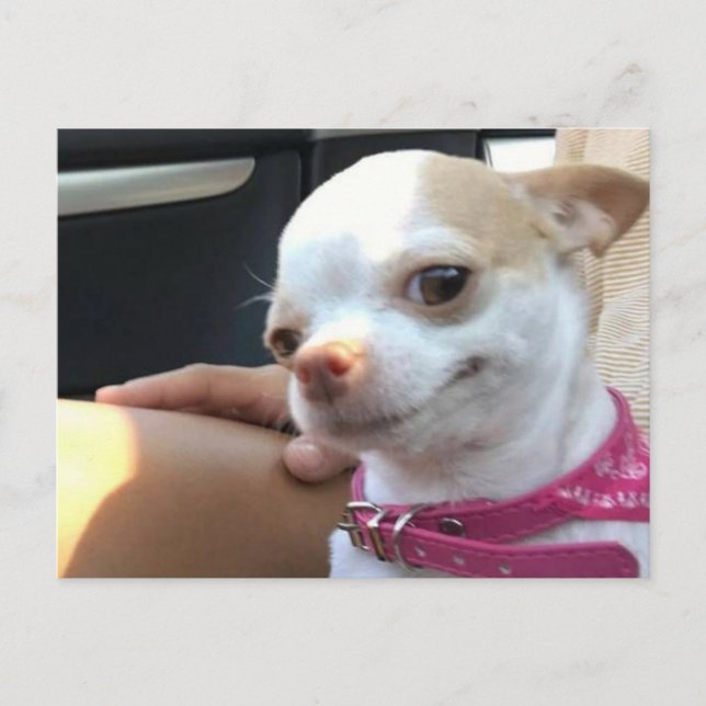 Carte postale Joli Chihuahua Chig Meme (Devant)