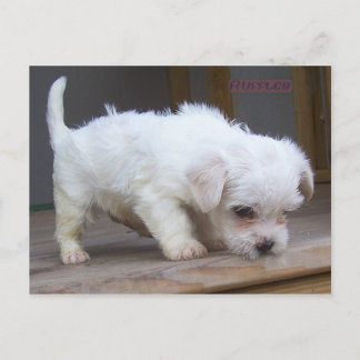 Carte Postale Joli chiot