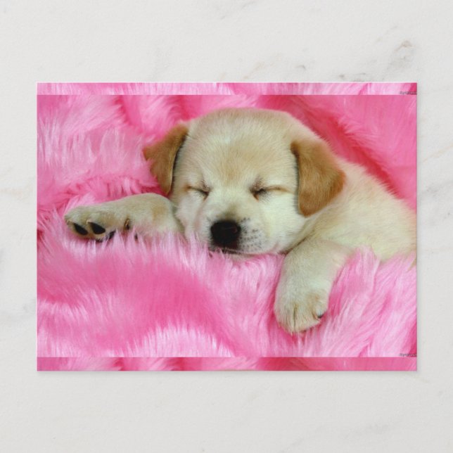 Carte Postale Joli chiot (Devant)