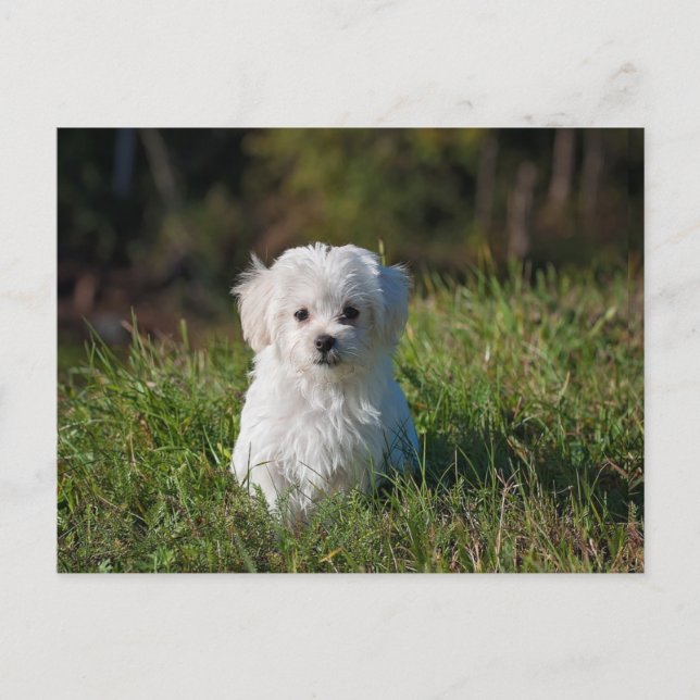 Carte Postale Joli chiot blanc (Devant)